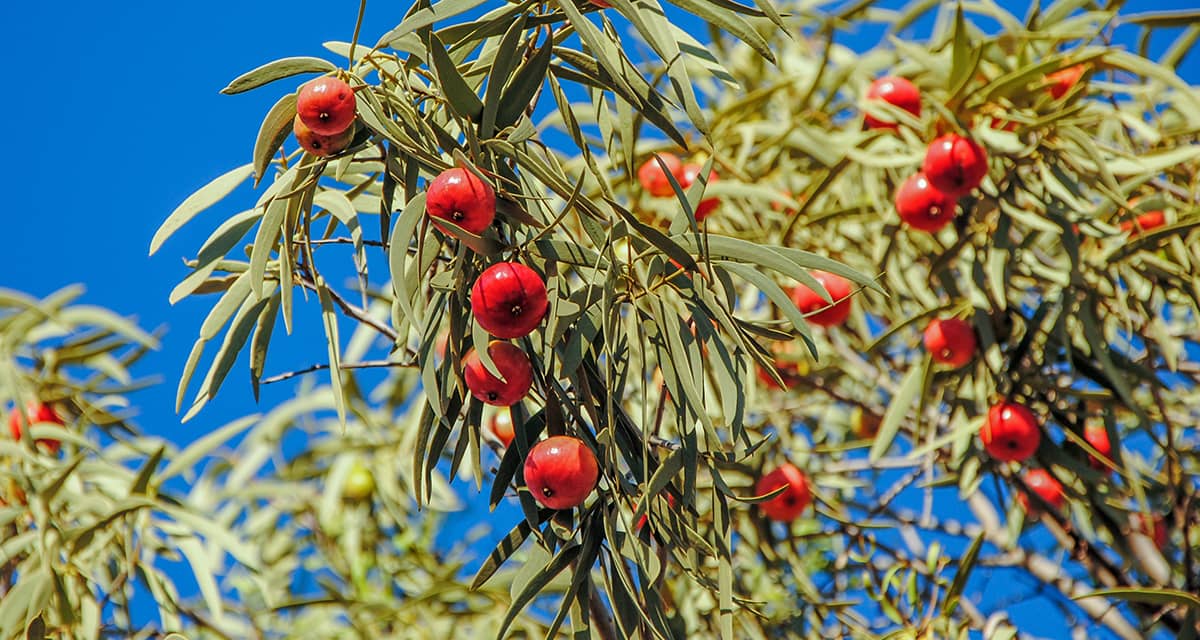 Traditonally, Quandongs, a small native Australian fruit has been utilised for a range of medicinal purposes, including enhancing immunity, treating skin ailments, and alleviating stomach issues